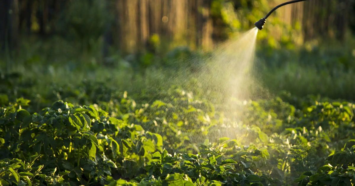 A spray nozzle applying organic pesticides on green plants in a garden, with sunlight filtering through in the background.