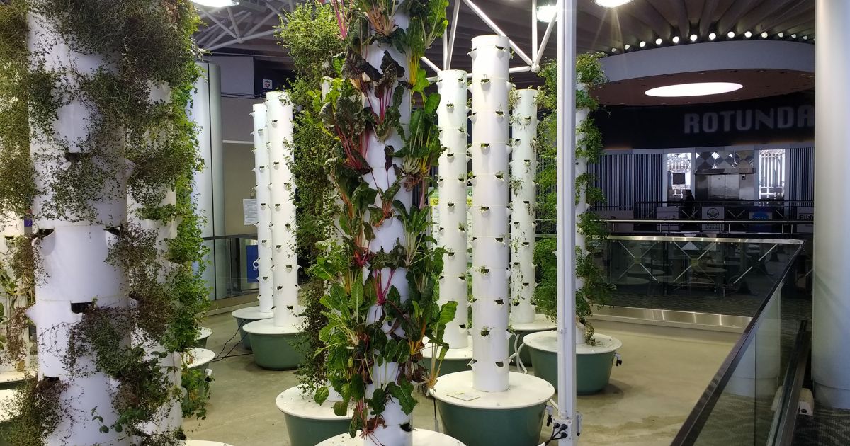 Vertical hydroponic garden with multiple white towers growing various plants, located indoors with a sign reading ROTUNDA in the background.