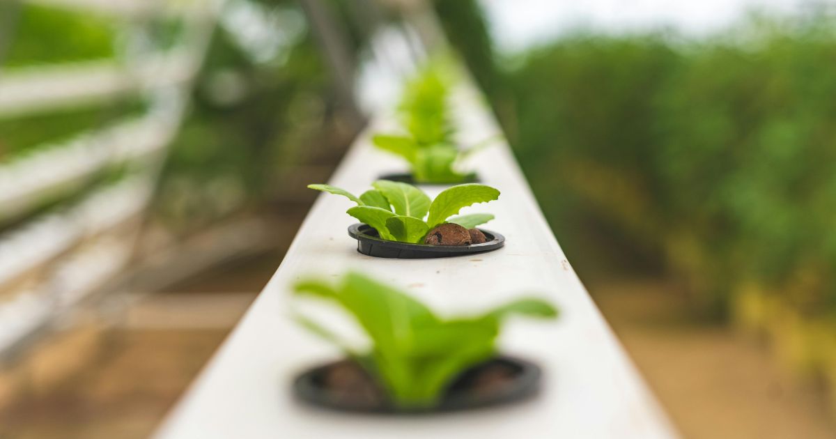 Close-up of small green plants growing in individual net cups along a white hydroponic system, with a blurred natural background.