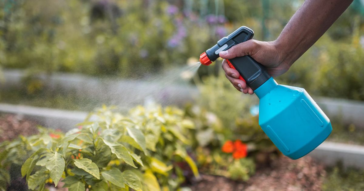 A person using a blue handheld garden sprayer to water plants in a garden.