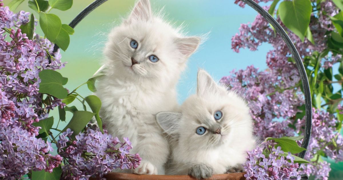 Two fluffy white kittens with blue eyes sitting in a basket surrounded by purple lilac flowers and green leaves.