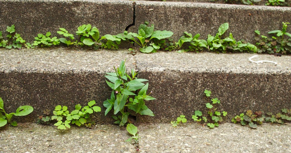 Concrete steps with cracks and various green weeds growing through the cracks and along the edges. The image highlights the resilience of nature as plants thrive in urban environments, showcasing the persistence of weeds in concrete structures. Keywords: concrete steps, cracks, green weeds, urban nature, resilient plants, thriving weeds, concrete structures, nature in urban areas.