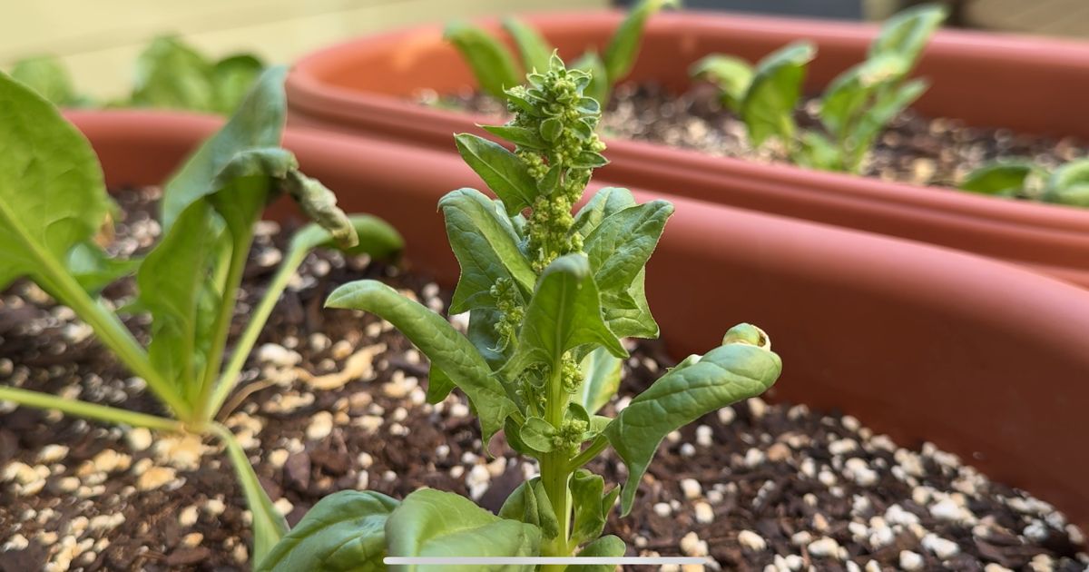 Bolted plant with tall, elongated stem and flowers indicating the transition from vegetative to reproductive growth