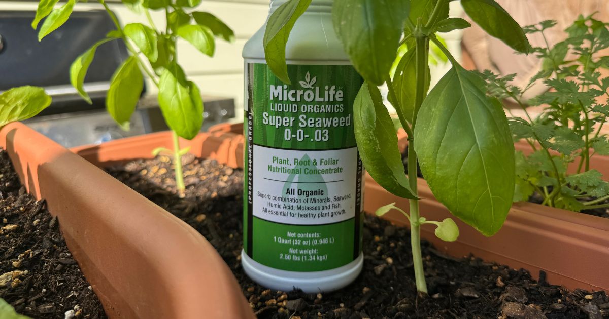 MicroLife Super Seaweed Professional Grade Organic Liquid Concentrate Root Stimulator & Foliar Nutritional Spray for All Plants, displayed next to a healthy basil plant.