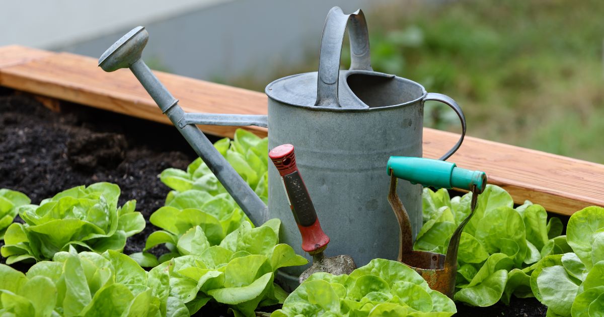 A garden scene with fresh green lettuce plants, a metal watering can, and gardening tools placed on a raised wooden garden bed.