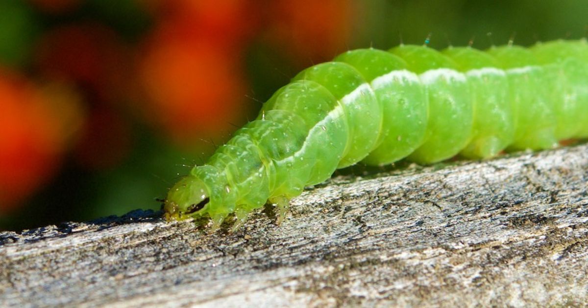 Close-up of a green caterpillar crawling on a piece of wood with a blurred background of orange and green colors.