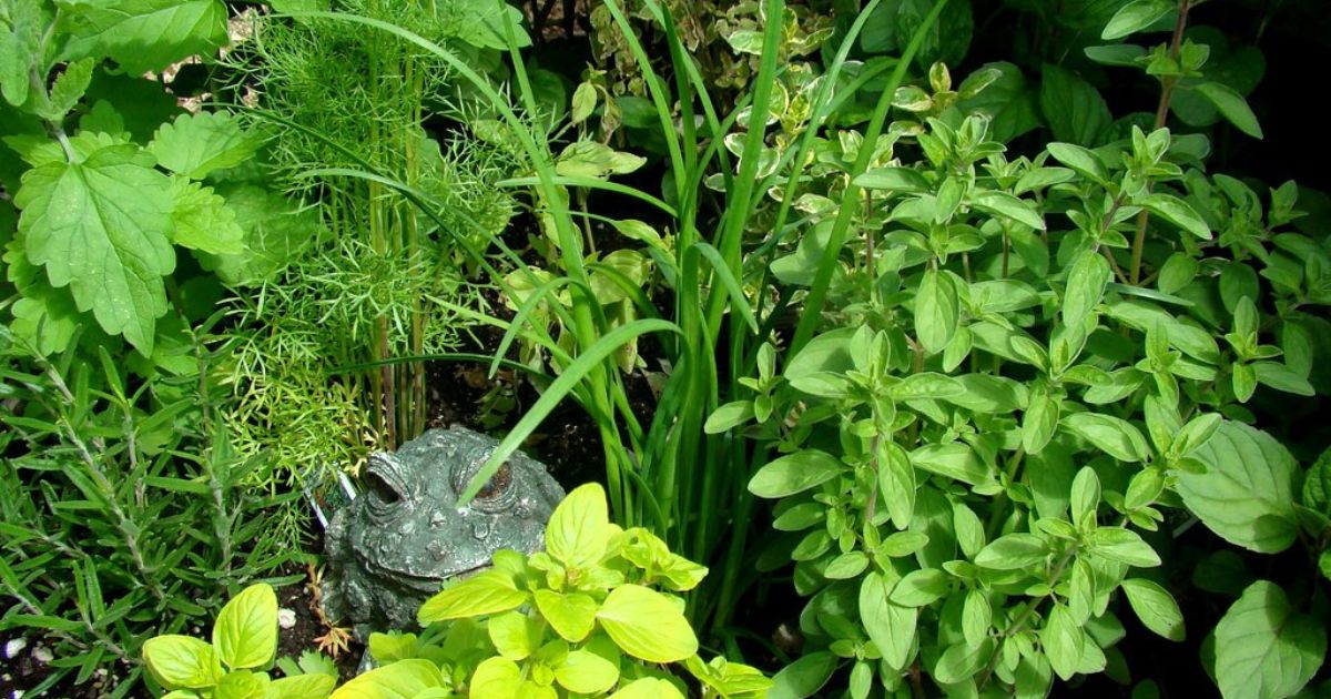 Close-up of a lush garden with various green herbs and plants, including dill, chives, and mint. A decorative frog statue is partially hidden among the foliage.