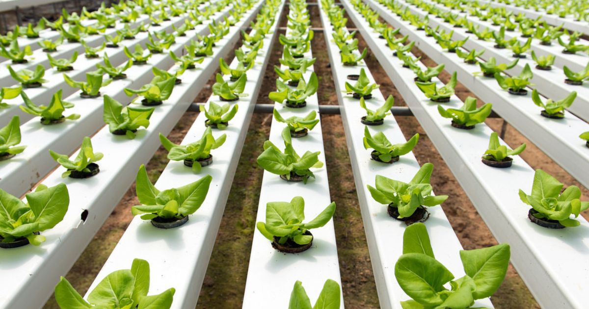 Rows of young green plants growing in a hydroponic system with white channels in a greenhouse setting.