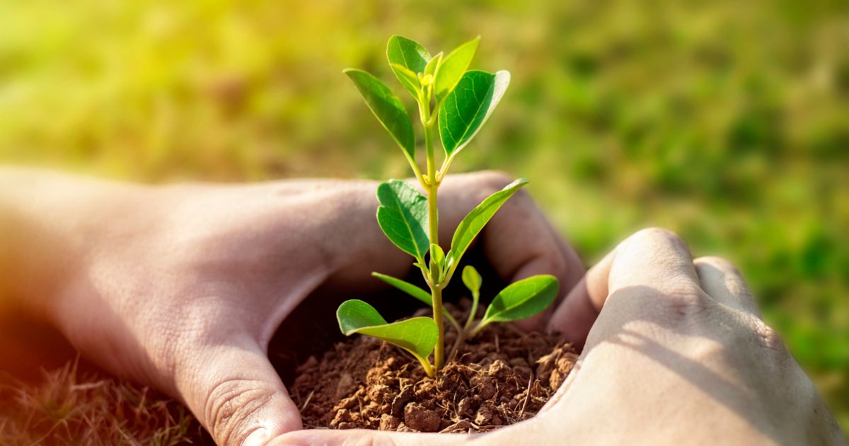 Hands gently holding soil with a small green plant sprouting, set against a blurred natural background.