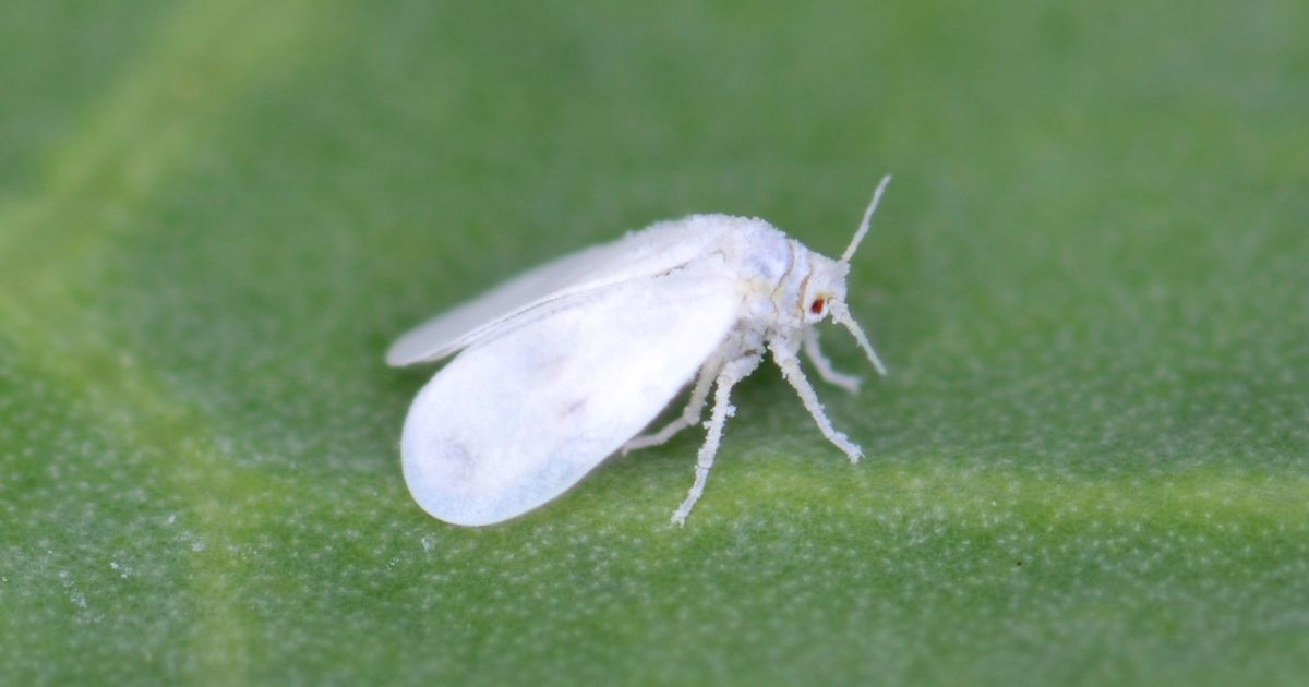 A close-up image of a whitefly on a green leaf. The whitefly has a white, powdery appearance with delicate wings and is positioned sideways on the leaf. The leaf's texture is visible, providing a contrasting background to the insect.