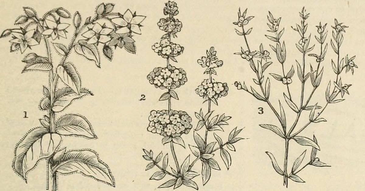 The image is a botanical illustration showing three different plants, each labeled with a number. Plant 1 has broad leaves and clusters of star-shaped flowers. Plant 2 has small, rounded clusters of flowers arranged along a central stem. Plant 3 has slender stems with small, elongated leaves and tiny flowers.