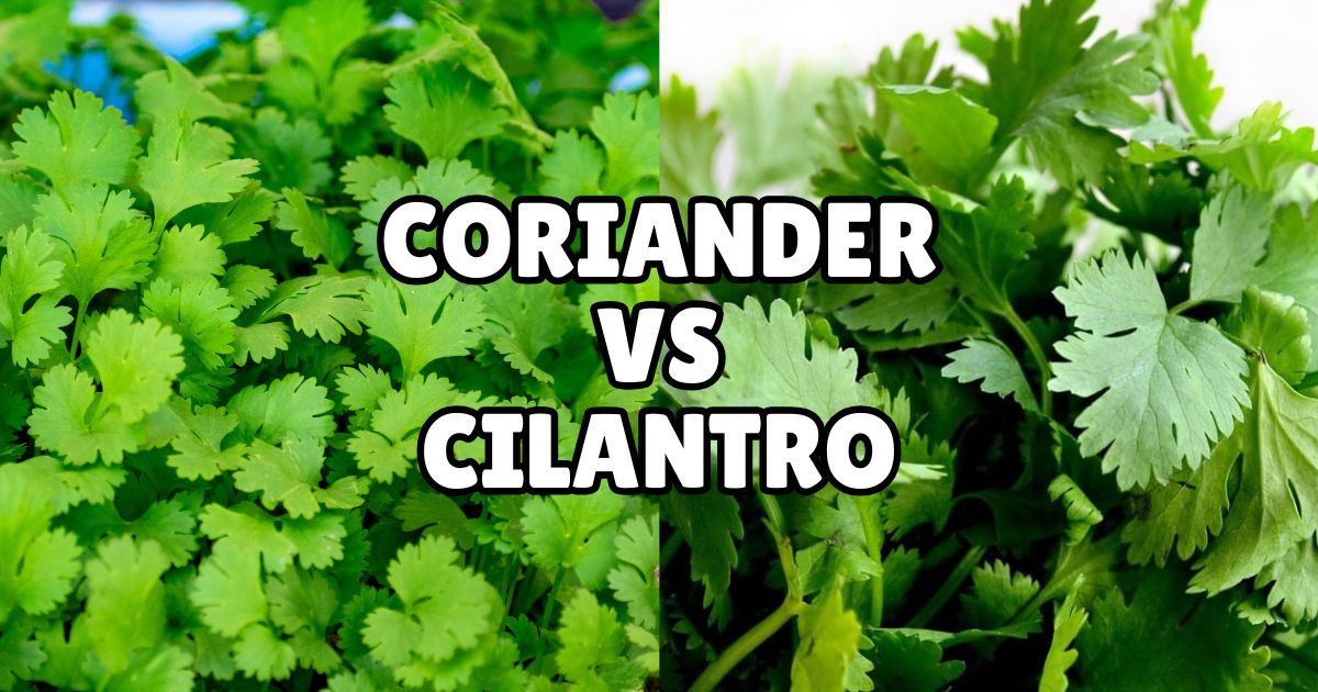 The image shows two close-up photographs of green leafy herbs with the text 'CORIANDER VS CILANTRO' in bold white letters with a black outline overlaid in the center. The left side of the image depicts coriander leaves, while the right side shows cilantro leaves.