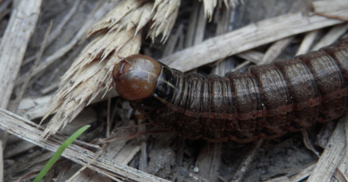 Close-up of a dark brown caterpillar with a segmented body and a shiny, rounded head, crawling on dried grass and soil.