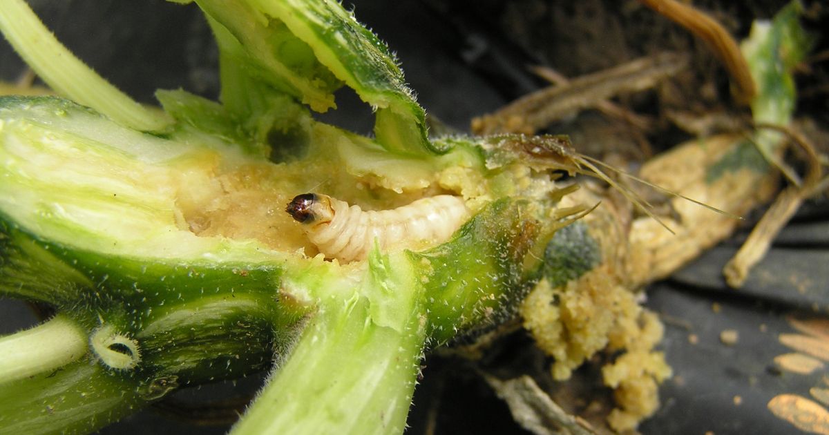 Close-up of a squash vine borer inside a damaged squash plant stem, showing the squash vine borer burrowing and feeding on the plant tissue.