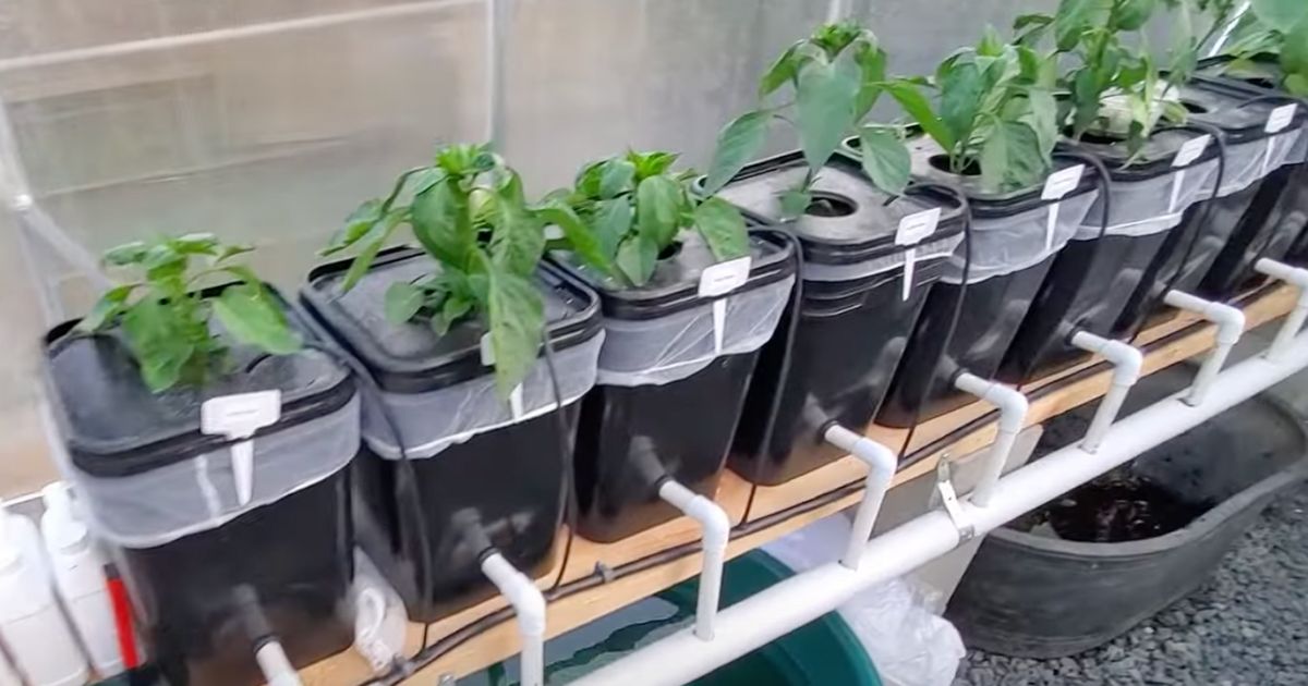 A row of black plastic containers with green plants growing in them, setup as part of a hydroponic system. Each container is connected to white PVC pipes for water and nutrient delivery. The containers are organized on a wooden shelf and have labels attached to them.