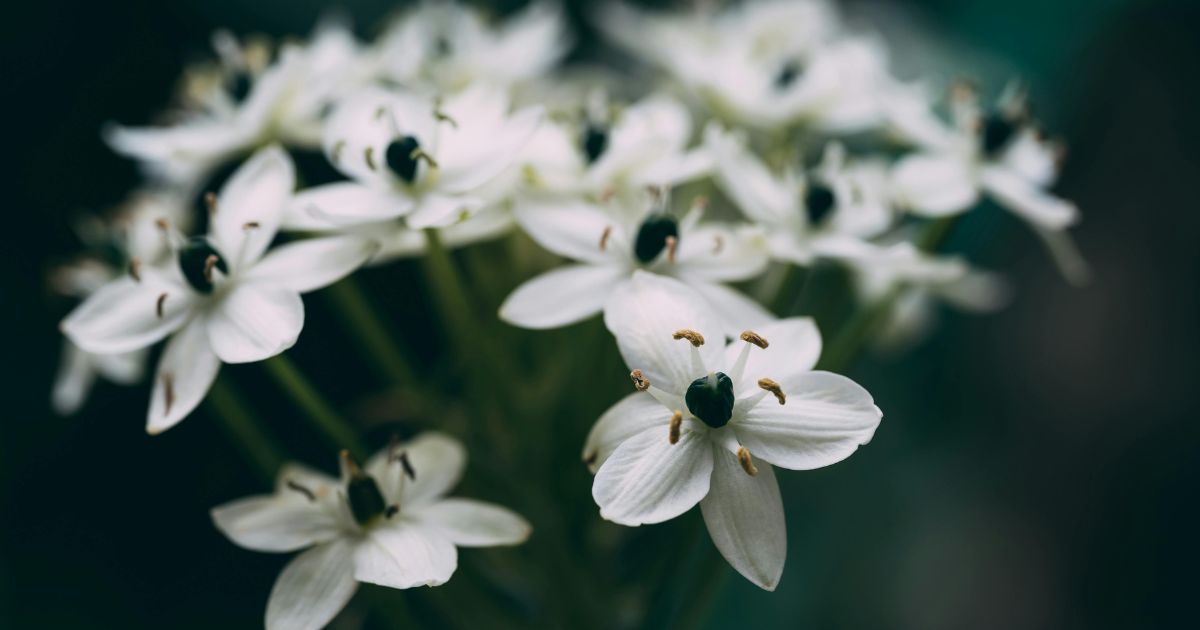 A close-up photograph of a cluster of small white flowers with six petals each. The flowers have dark green centers and yellow-tipped stamens. The background is blurred, highlighting the delicate details of the flowers in the foreground.