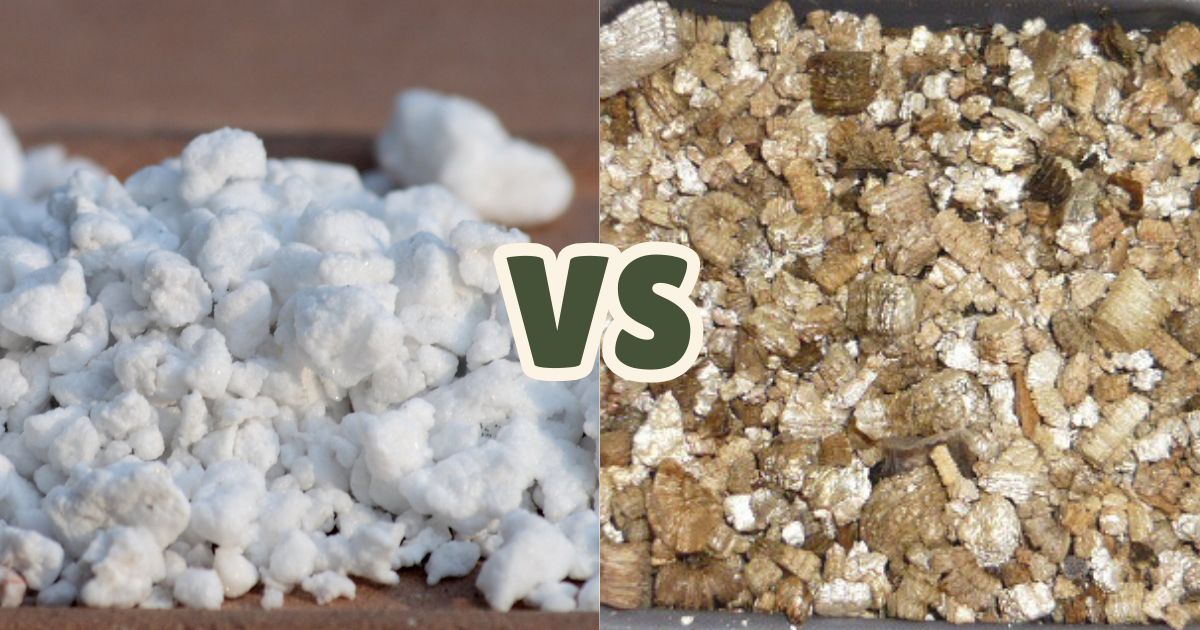 Image displaying a side-by-side comparison of vermiculite vs perlite, highlighting their visual differences and characteristics for soil enhancement.