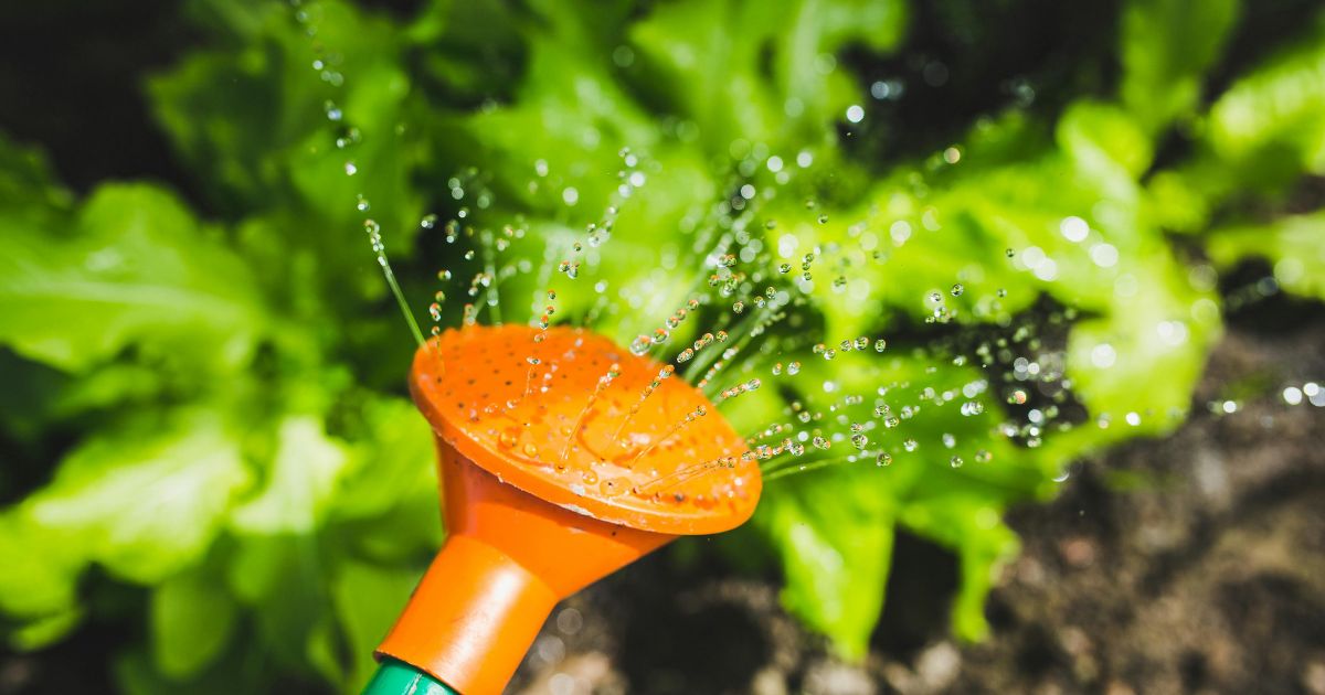 Close-up of an orange watering can nozzle spraying water droplets onto green leafy plants in a garden. The image captures the act of watering plants, emphasizing garden maintenance, plant care, and sustainable gardening practices. The vibrant green leaves and clear water droplets highlight freshness and vitality, making it relevant for gardening, horticulture, eco-friendly living, home gardening, and outdoor plant care topics.