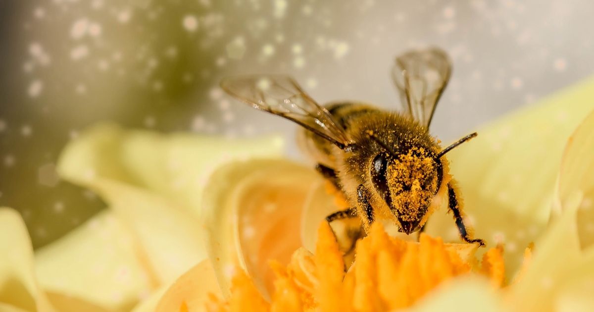 Close-up macro photograph of a honeybee covered in pollen, collecting nectar from a vibrant yellow flower. The image highlights the intricate details of the bee's body, including its wings, antennae, and pollen-covered legs. The background is softly blurred, emphasizing the bee and the flower. This image is relevant for topics related to pollination, bees, honey production, and the importance of bees in the ecosystem. Keywords: honeybee, pollen, nectar, yellow flower, macro photography, pollination, bees, ecosystem, honey production, insect, nature, close-up, detailed, wings, antennae, pollen-covered legs.