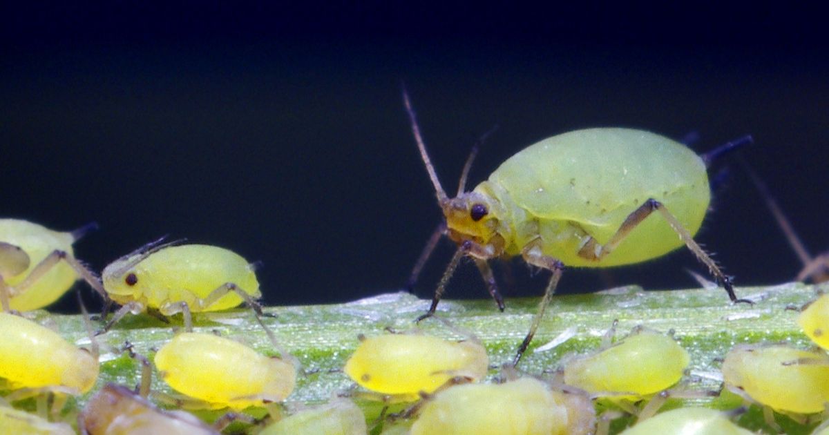 Close-up image of green aphids on a plant stem.