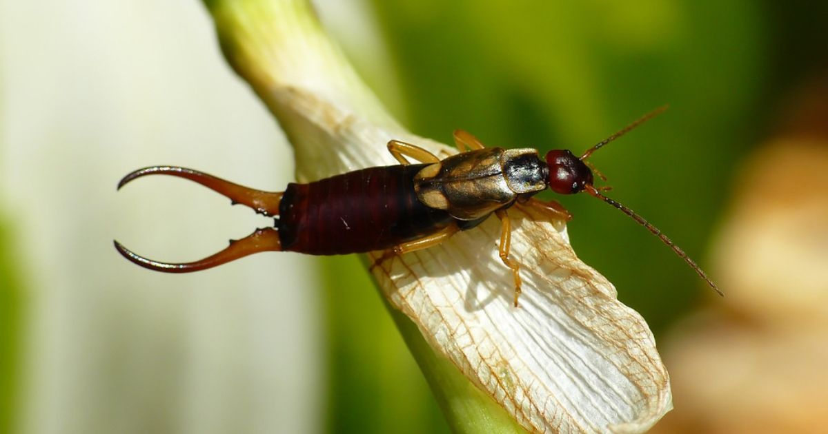 Close-up of an earwig insect on a plant. The earwig has a dark brown body, long antennae, and prominent pincers at the end of its abdomen. The background is blurred, highlighting the insect's details.