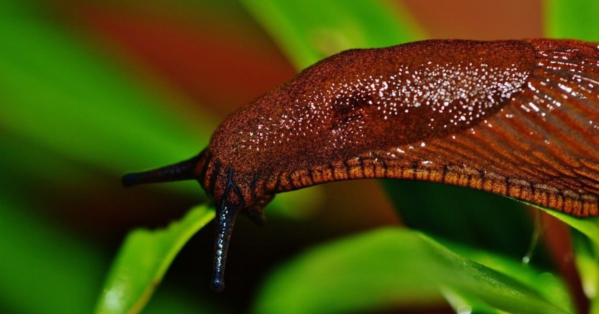 Close-up image of a brown slug on a green leaf. The slug's body is shiny and textured, with visible antennae extending from its head. The background is blurred, highlighting the slug and the leaf.