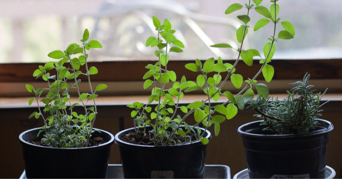 Three herb plants growing by a window indoors.