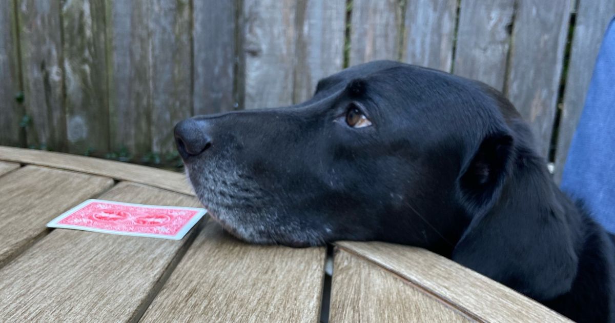 Black Labrador sitting at a table being dealt a card