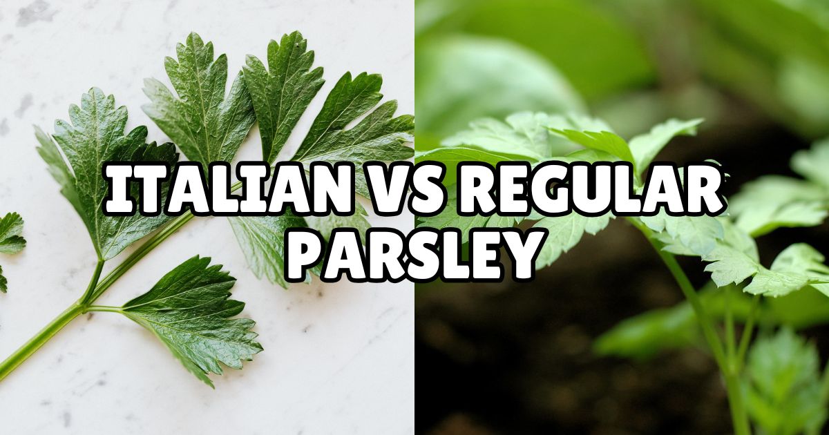 Comparison image of Italian parsley (flat-leaf) versus regular parsley (curly-leaf).