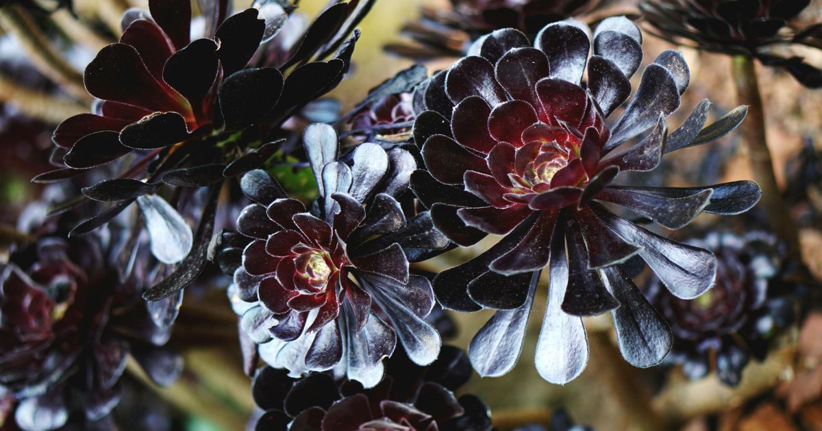 Close-up of dark purple succulent flowers with a rosette shape. The petals are thick and fleshy, with a gradient of color from deep purple at the center to a lighter, almost silvery hue at the tips. The background is blurred, highlighting the intricate details of the flowers.