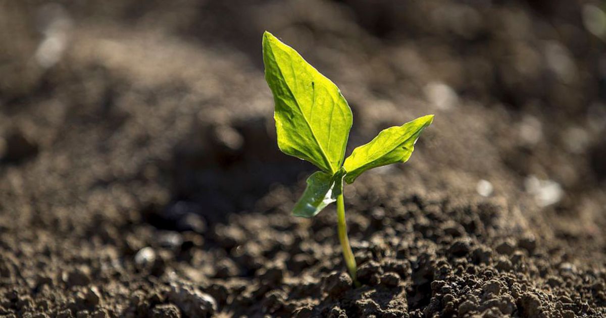 Close-up of a young green seedling sprouting from rich, dark soil, illuminated by soft sunlight in a natural outdoor setting.