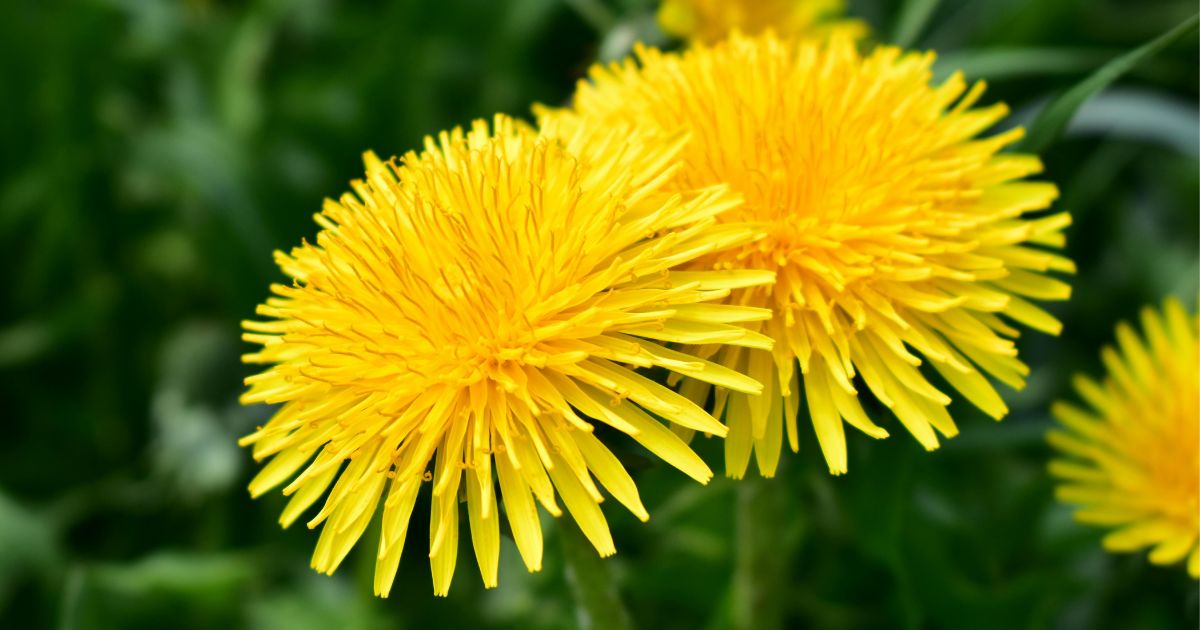 Close-up of two bright yellow dandelion flowers with green foliage in the background. The flowers are fully bloomed, displaying numerous thin, elongated petals. The background consists of green foliage, providing a natural setting.