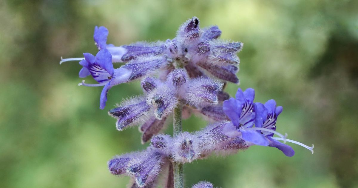 Close-up of a purple flower with fuzzy stems and petals, featuring delicate, elongated petals and stamens. The blurred background highlights the intricate details of the flower.