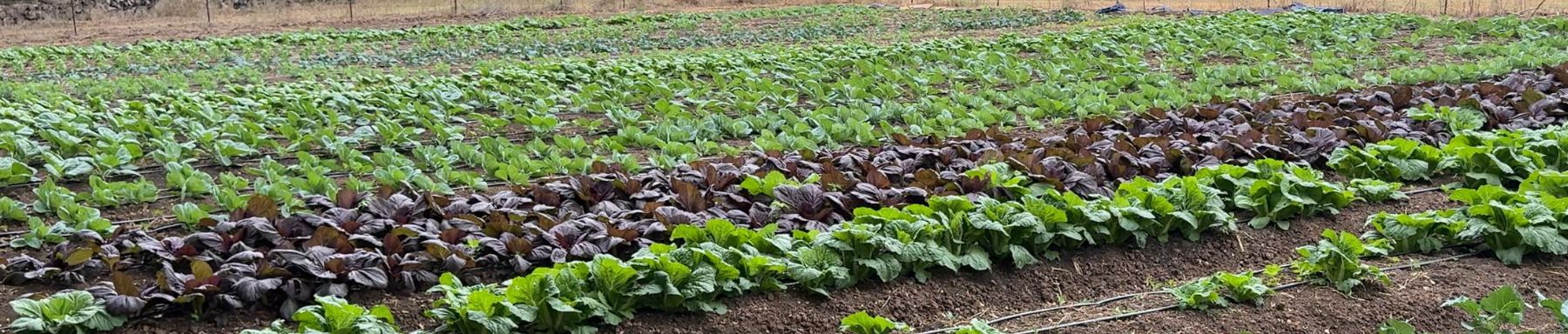 Rows of various leafy green and purple vegetables growing in a well-maintained garden or farm field.