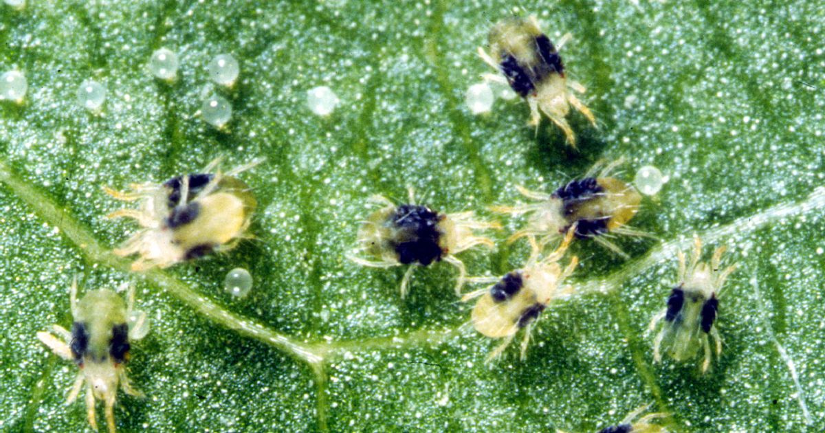 Close-up image of several tiny spider mites on a green leaf. The mites have translucent bodies with dark markings and are surrounded by small, spherical eggs.