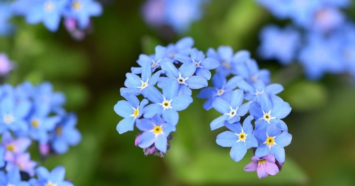 This image shows a cluster of vibrant blue flowers, possibly forget-me-nots, characterized by their small, delicate, star-shaped petals and yellow centers. The flowers are set against a blurred green background, enhancing their vivid color.