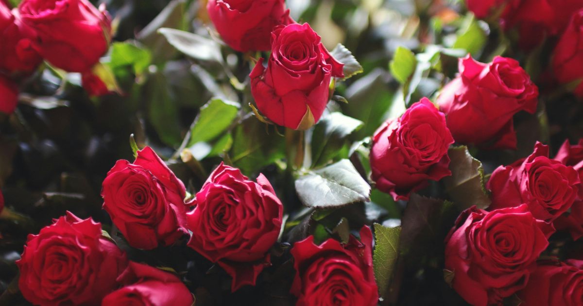 A close-up view of a bouquet of red roses with green leaves. The roses are in full bloom, showcasing their vibrant red petals and lush green foliage. The image captures the beauty and elegance of the flowers, making it visually appealing and relevant for occasions such as Valentine's Day, anniversaries, or other romantic events.