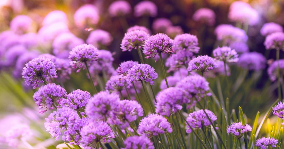 Close-up of a field of purple allium flowers in full bloom with a soft, blurred background.