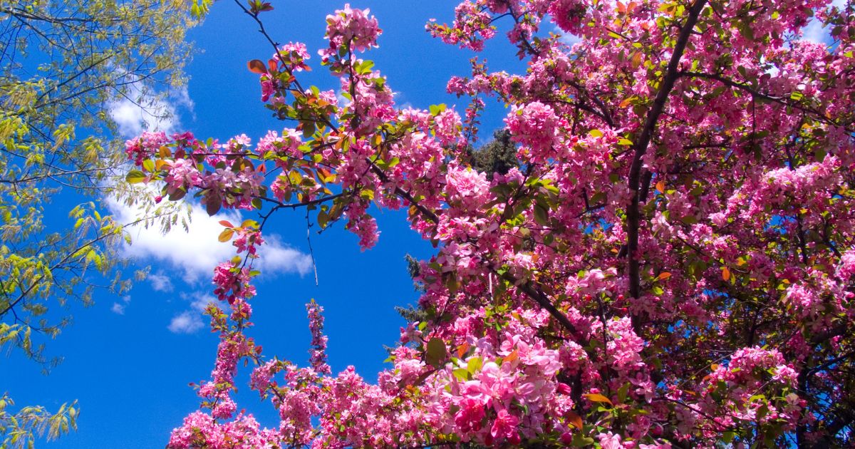 A vibrant spring scene featuring a tree with abundant pink blossoms against a clear blue sky with a few white clouds. Green foliage from another tree is visible on the left side.