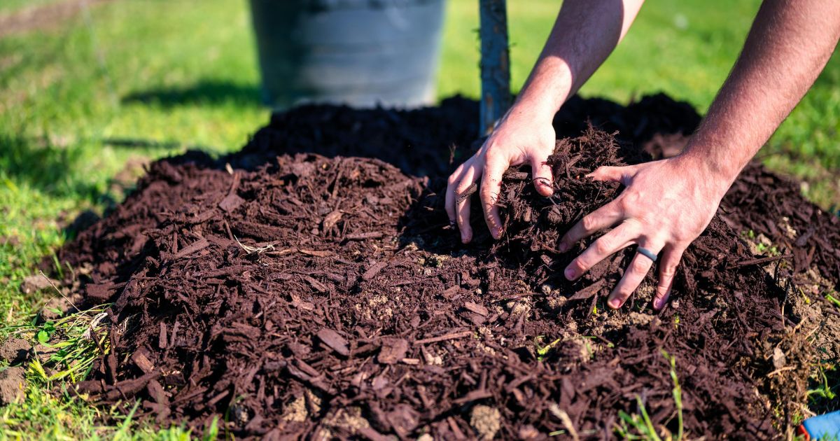 Gardener spreading mulch around the base of a tree in a garden. Hands placing organic mulch to improve soil health, retain moisture, and suppress weeds. Gardening, landscaping, tree care, sustainable gardening practices, healthy plants, soil improvement, moisture retention, weed suppression, organic mulch, garden maintenance, eco-friendly gardening.