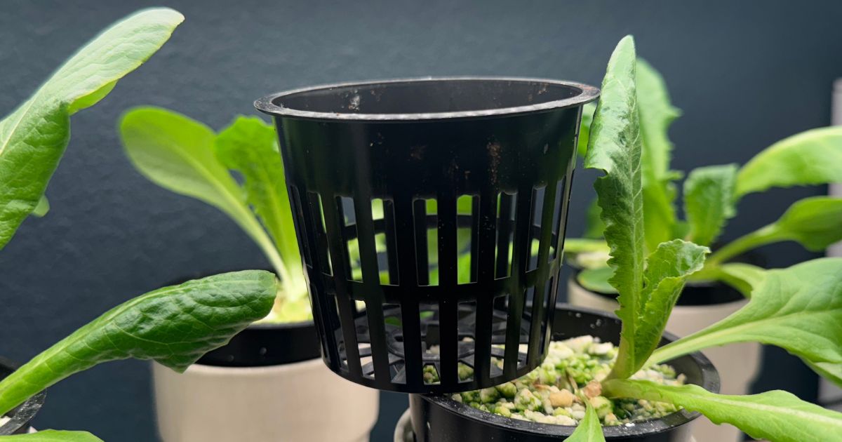 Close-up of a black plastic net pot used in hydroponic gardening, surrounded by green leafy plants.