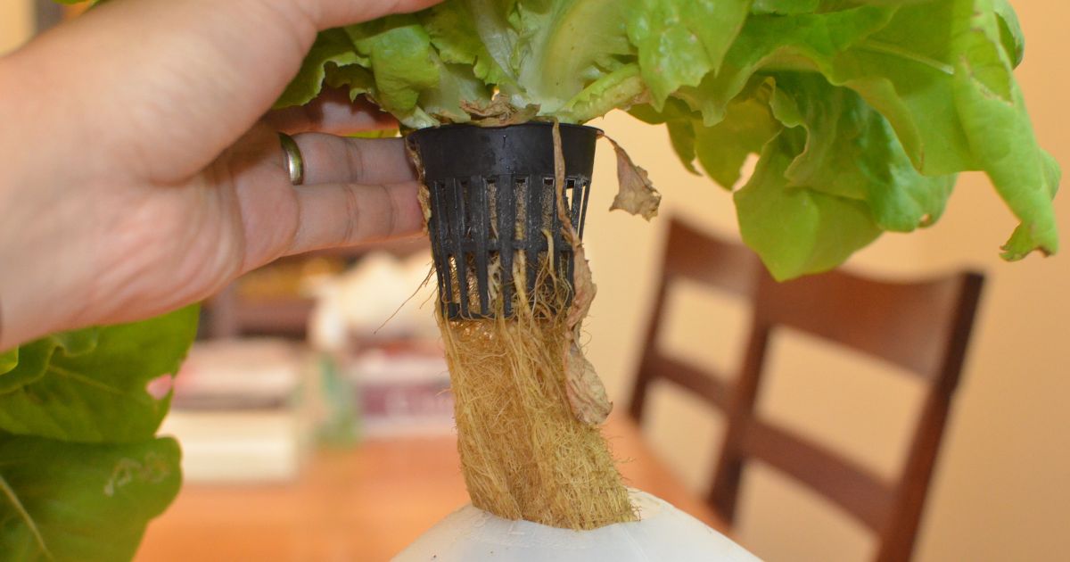 A hand is holding a hydroponically grown lettuce plant. The plant is in a small black net pot, with its roots extending downwards. The background shows a blurred indoor setting with chairs and a table.