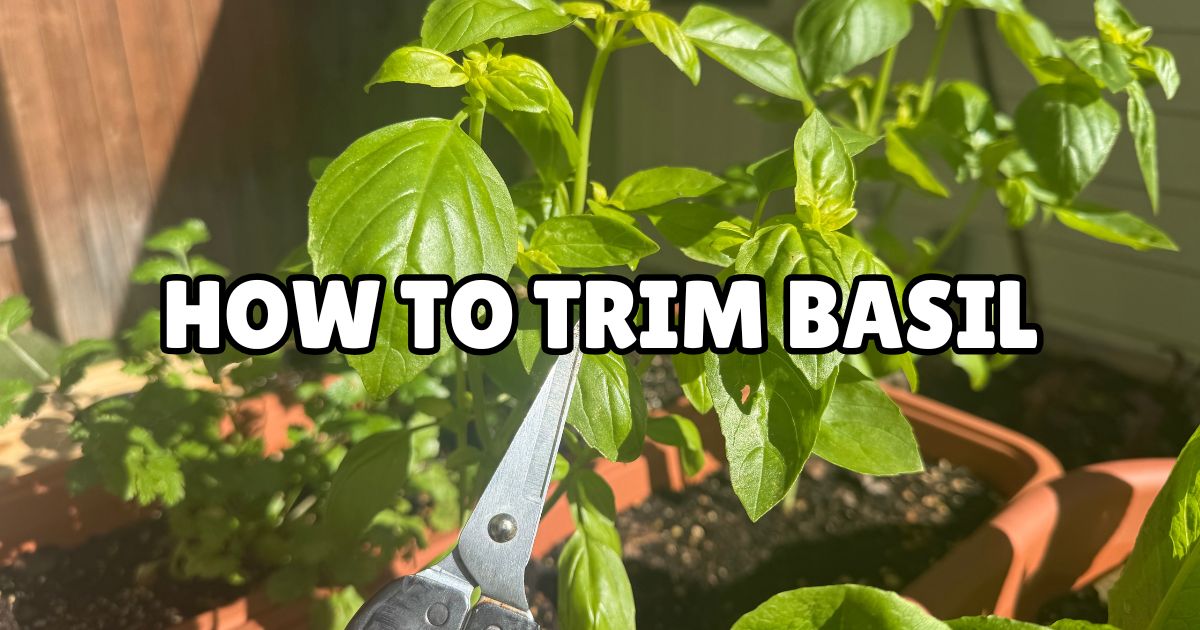 A close-up of a basil plant being trimmed with scissors, surrounded by sunlight and potted plants in the background, with bold text overlay saying 'HOW TO TRIM BASIL'.