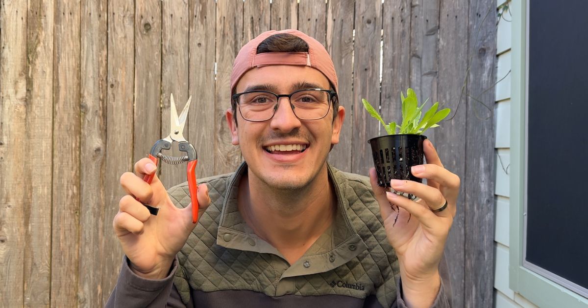 Gardener preparing to thin a plant, gently holding young seedlings with one hand while using pruning shears with the other