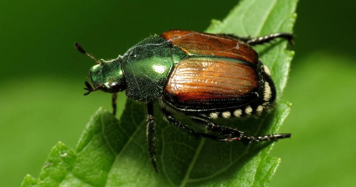 A close-up image of a Japanese beetle on a green leaf. The beetle has a metallic green head and thorax, with copper-colored elytra (wing covers). The beetle's legs and antennae are black, and there are white tufts of hair along the sides of its abdomen.