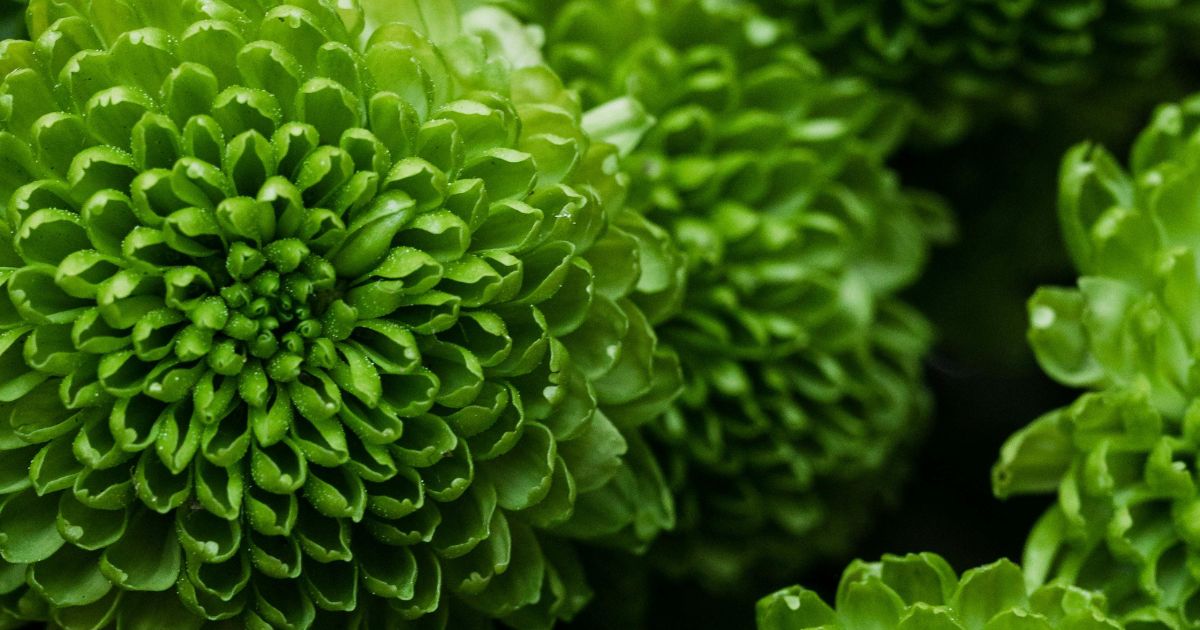 Close-up of vibrant green chrysanthemum flowers with tightly packed petals, creating a lush, textured appearance. The image highlights the intricate details and natural beauty of the flowers, showcasing their rich color and unique structure.