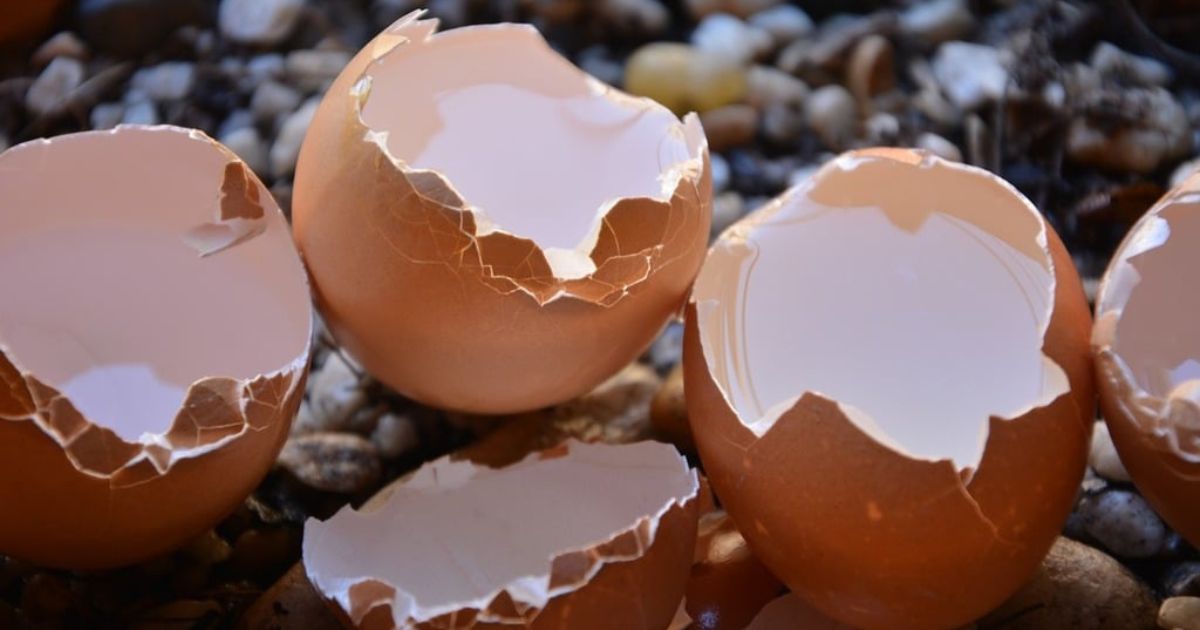 Close-up of several broken brown eggshells on a surface with small pebbles.