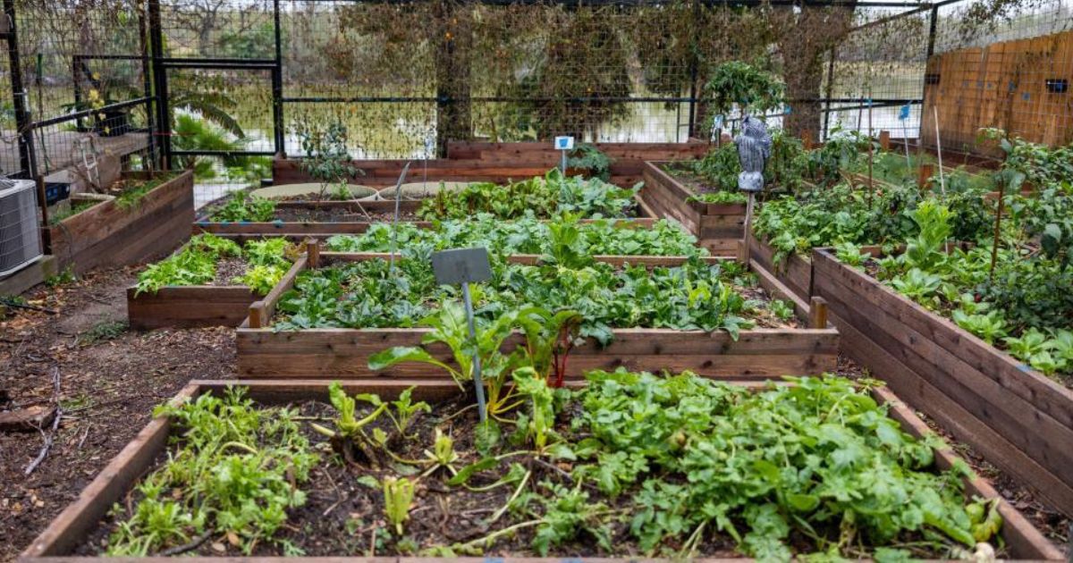 A well-maintained vegetable garden with multiple raised wooden beds filled with various green plants and vegetables. The garden is enclosed by a wire fence, and there is a scarecrow-like figure in the middle to deter birds. The plants appear healthy and are at different stages of growth. The garden is located outdoors, with a natural background of trees and a body of water visible through the fence. There are also some gardening tools and equipment visible on the left side of the image.