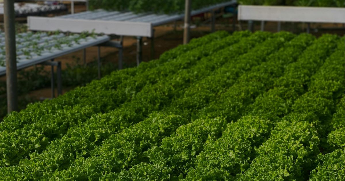 Vibrant rows of green lettuce growing in a hydroponic farm, with additional hydroponic systems visible in the background under a greenhouse structure.